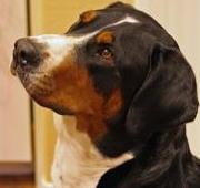 Greater Swiss Mountain Dog