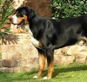 Greater Swiss Mountain Dog