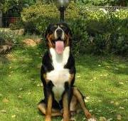 Greater Swiss Mountain Dog