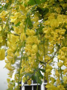 Laburnum x watereri vossii flower (07/05/2011, London)