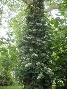 Hydrangea petiolaris (07/05/2011, London)