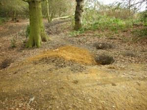 Badger Sett