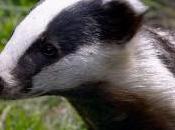 Badgers: Construction Development