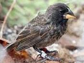 Species Finch Have Evolved Galapagos