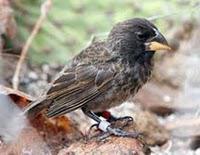 A New Species of Finch may have Evolved in the Galapagos