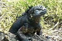 The Darwinian Revolutions Video Series