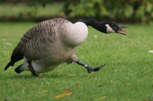 The goose and my left breast.