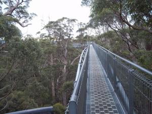 Tree Tops of the Giants