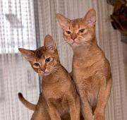 Featured Animal: Abyssinian