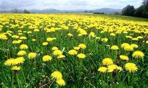 Dandelions