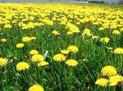 Dandelions