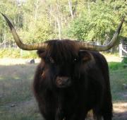 Featured Animal: Yak - Paperblog