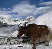 Featured Animal: Yak - Paperblog