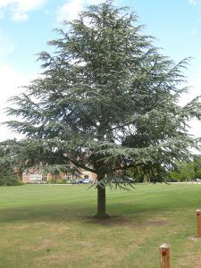 Cedrus atlantica (12/05/2011, Cambridge)