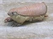 Featured Animal: Pink Fairy Armadillo