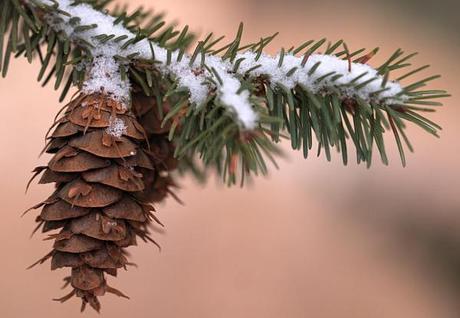 Cedarwood & other Conifery things