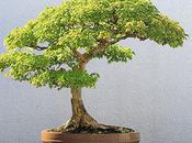 Most Awesome Bonsai Trees Earth