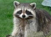 Featured Animal: Raccoon