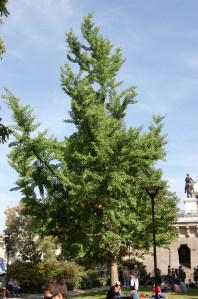 Ginkgo biloba with Ben Affleck on the bench