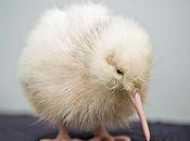 Rare White Kiwi Chick Hatched