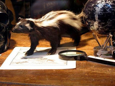 skunk on a desk