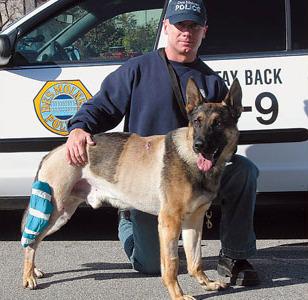 Iowa Police Dog Needs YOUR Assistance