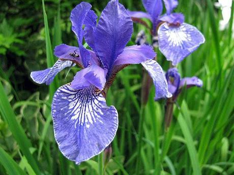 Blooming-Blue-Iris-With-Ant