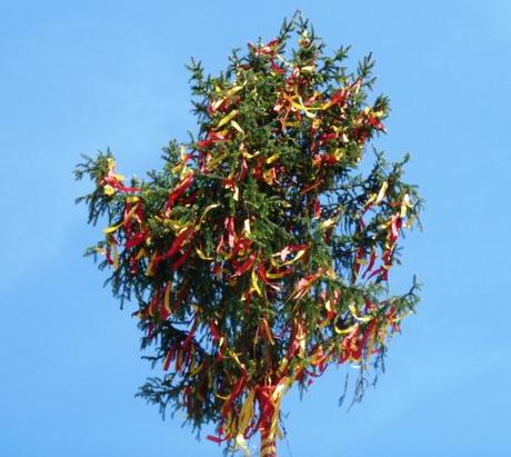 maypole tree up close