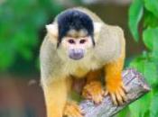 Featured Animal: Squirrel Monkey
