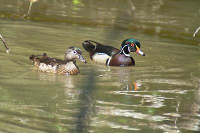 Wood Duck