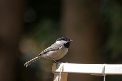 Black-capped Chickadee.