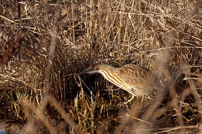 The American Bittern showing it's perfect camouflage.