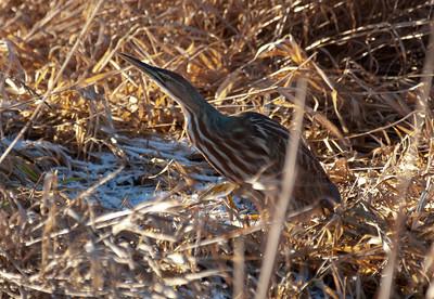 The American Bittern showing it's perfect camouflage.