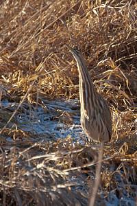 The American Bittern showing it's perfect camouflage.