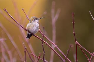 Hummingbirds arrived ?