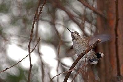 Anna's Humingbird(Calypte anna)