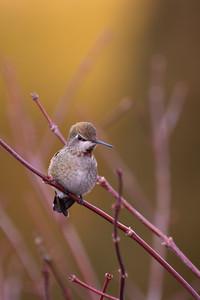 Anna's Humingbird(Calypte anna)