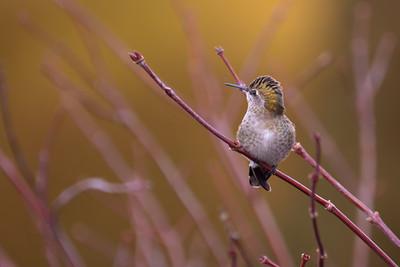 Anna's Humingbird(Calypte anna)