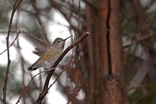 Hummingbirds arrived ?