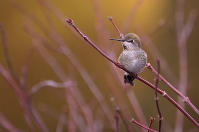 Anna's Humingbird(Calypte anna)