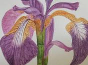 Watercolour Iris Sibirica