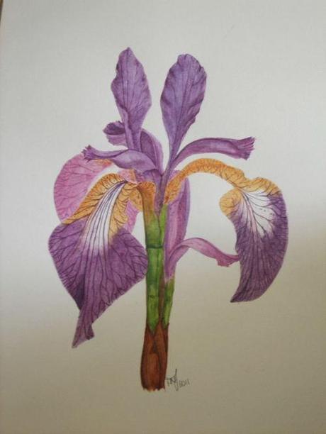 Watercolour No 10 – Iris sibirica