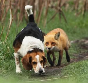 World’s worst Hunting Dog!