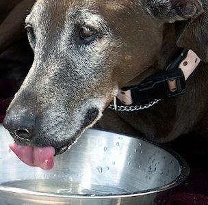 How Dogs' Drinking Appears Gravity-Defying
