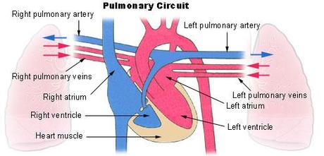 United Therapeutics – Growth Engine for Cardiovascular Diseases