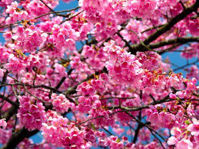 Cherry Blossom FOTD Part II