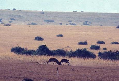 The Africa Trip, 40th Anniversary