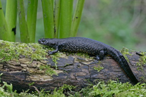 Female Great Crested Newt