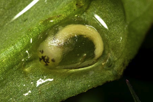 Great Crested Newt embryo