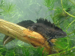 Male Great Crested Newt showing notch in crest